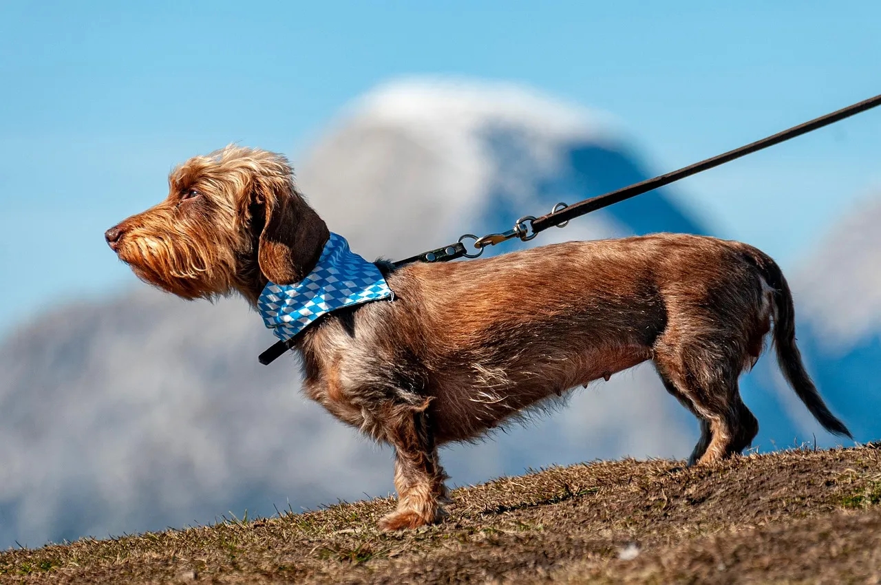 Facturar como paseador de perros o cuidador de mascotas: IVA, factura simplificada y clientes habituales